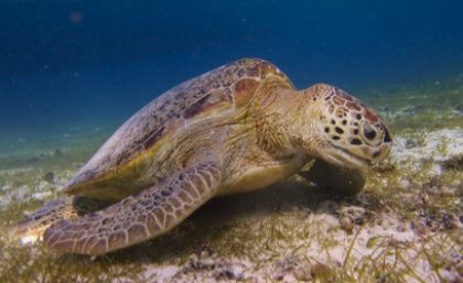 A green turtle grazing on seagrass at Derawan Island in Indonesia (Photo by MJA Christianen). A green turtle grazing on seagrass at Derawan Island in Indonesia (Photo by MJA Christianen).